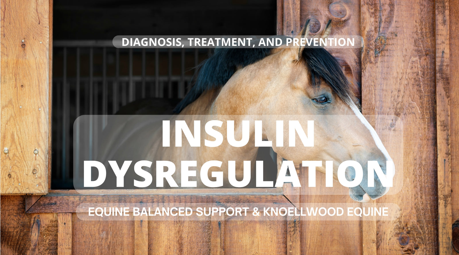 Insulin Dysregulation with Equine Balanced Support and Vet Megan Knoell of Knoellwood Equine