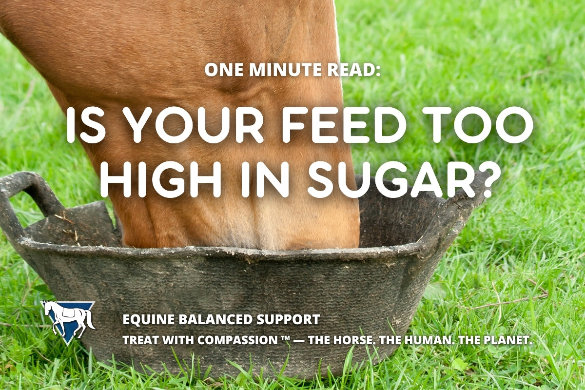 One Minute Read: How Sugar & Starch Affect Your Horse’s Health