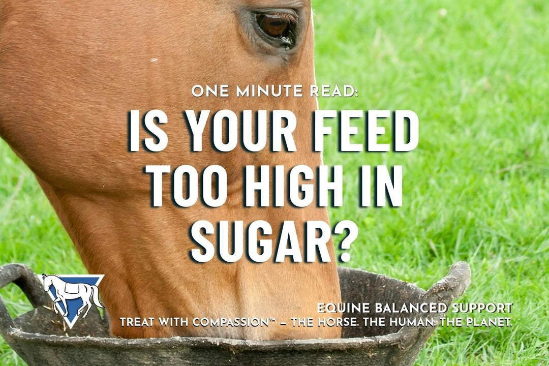 One Minute Read: How Sugar & Starch Affect Your Horse’s Health