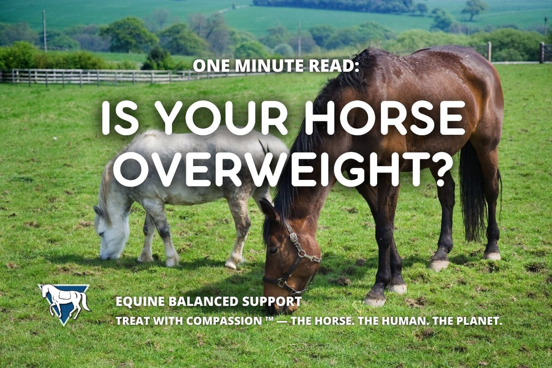 One Minute Read: 51% of Horses & 72% of Ponies Are Overweight