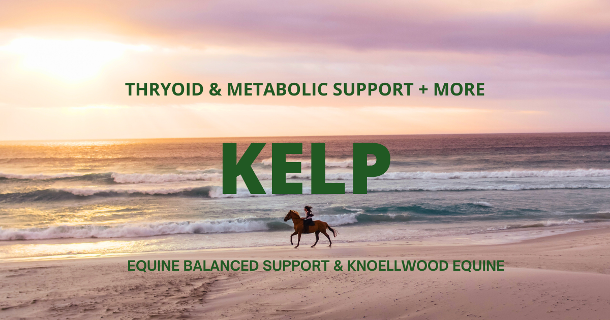 Kelp Benefits for Horse Grazers Nutri-Bites SOURCE Supplement Horse Wellness Natural Source