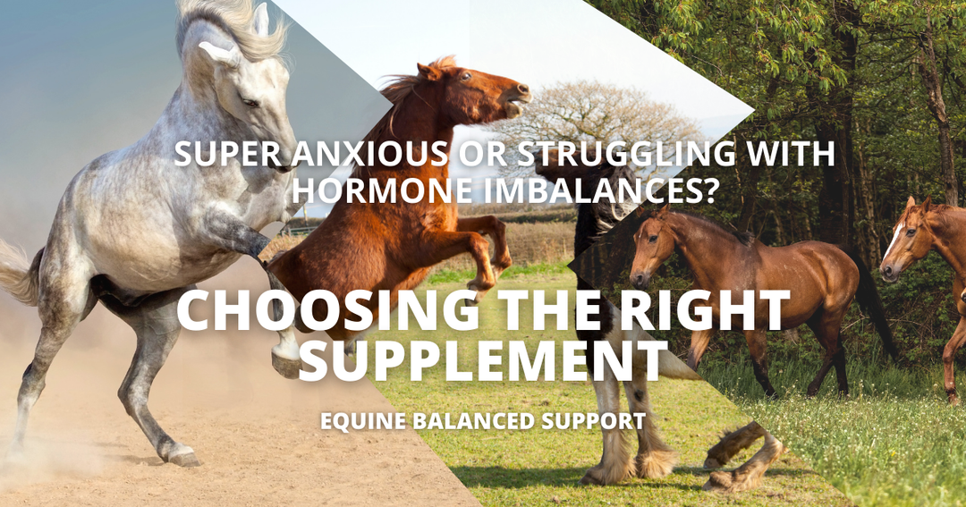 Guide to Choosing Hormonal and Calming Supplements for Horses