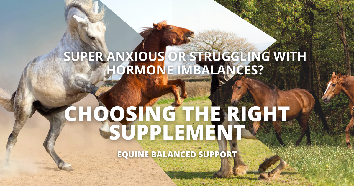 Two mares with foals and horses rearing and fighting, depicting common behavioral issues linked to hormonal imbalances and anxiety, highlighting the need for effective equine supplements like MVP Levelor and MVP Calmex.