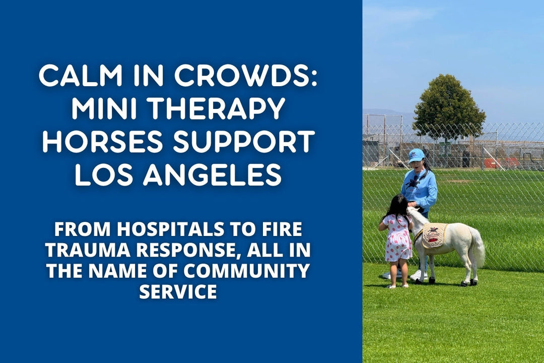 Calm in Crowds: Mini Therapy Horses Support Los Angeles