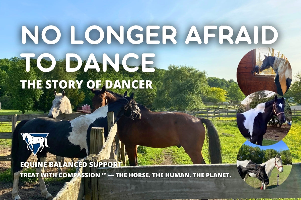 Before and after photos of Dancer, a pinto mare, with the title “No Longer Afraid to Dance.”