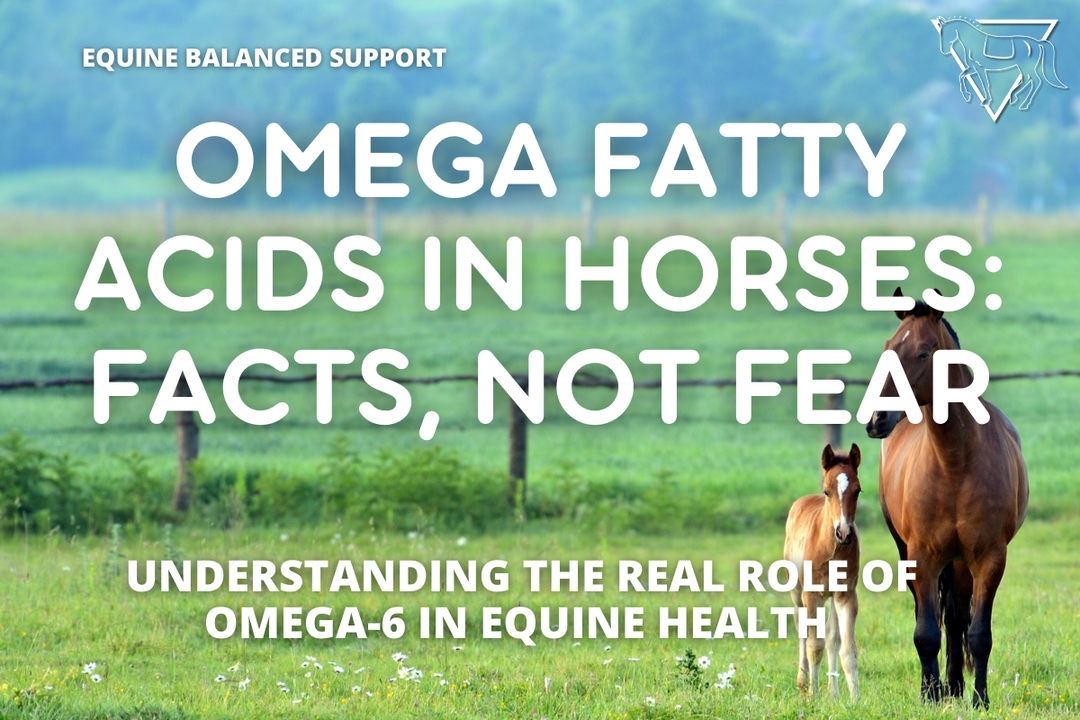 Understanding Omega Fatty Acids for Horses: The Truth About Omega-6