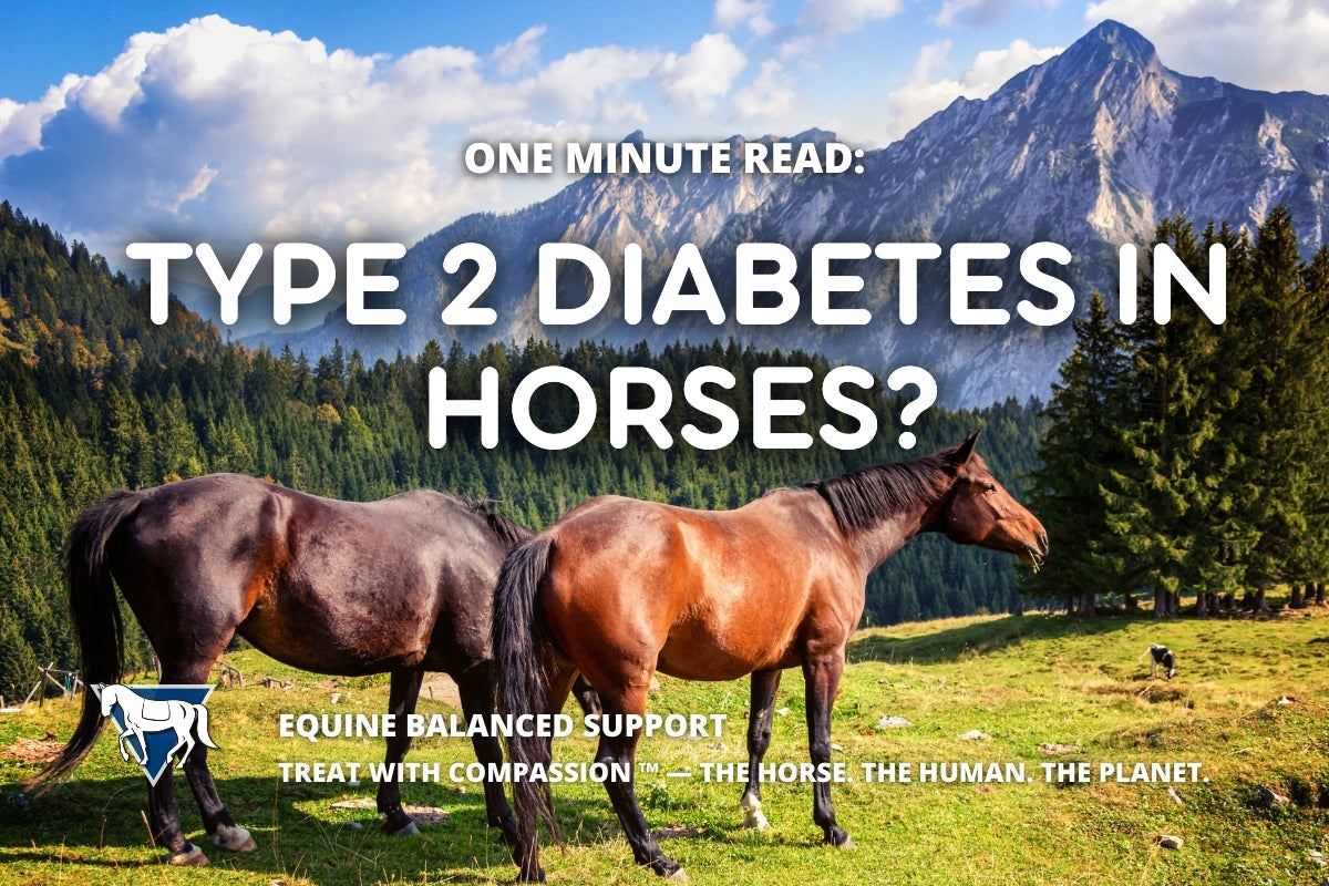 One Minute Read: Can Horses Get Type 2 Diabetes?