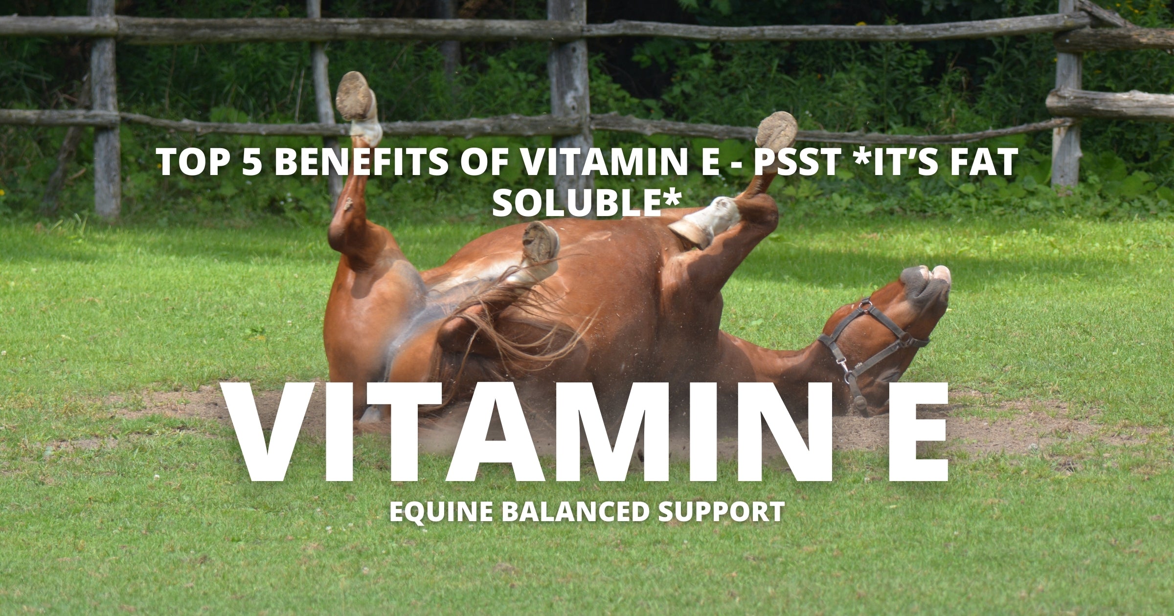 Why does your horse need a Vitamin E supplement? | Read Now – Equine ...