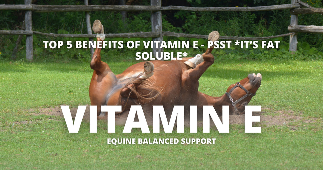 How Vitamin E Can Transform Your Horse's Health: The 5 Essential Benefits You Need to Know