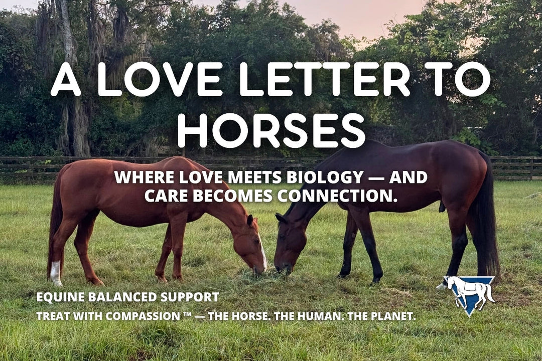 A Love Letter to Horses – Treat with Compassion™