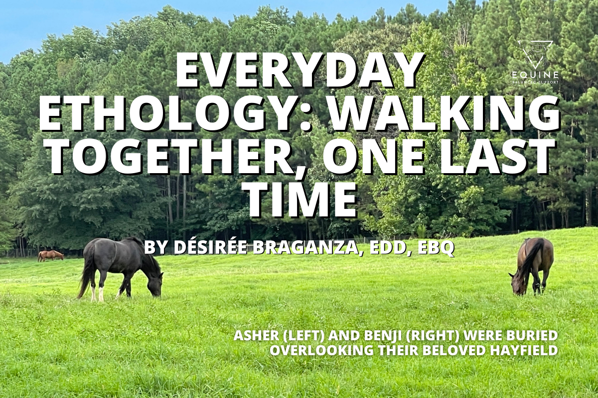 Everyday Ethology: Asher (left) and Benji (right) were buried overlooking their beloved hayfield, resting together in the place they called home.