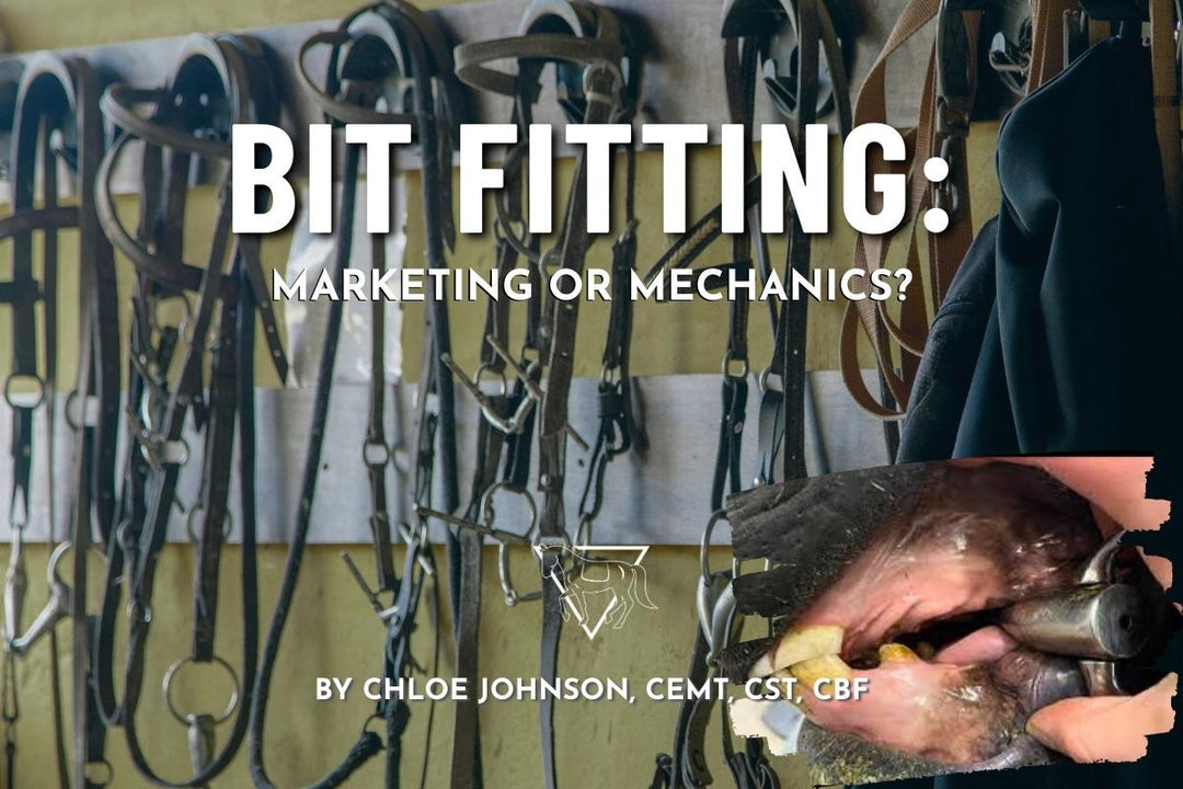 Bit Fitting for Horses: How to Avoid Marketing Hype and Choose Comfort Over Gimmicks