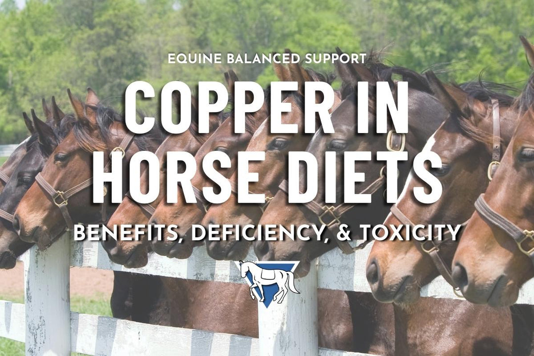 Copper in Horse Diets: What Does it Do? Understanding Copper Deficiency & Toxicity