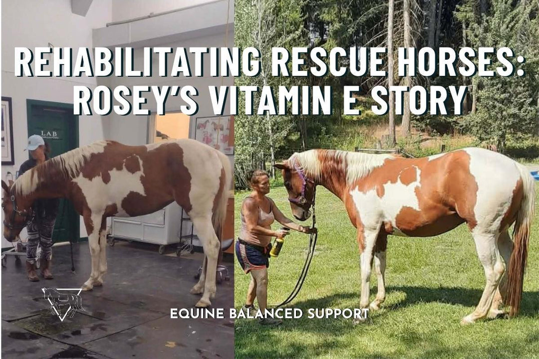 Rehabilitating Rescue Horses: Rosey’s Vitamin E Story