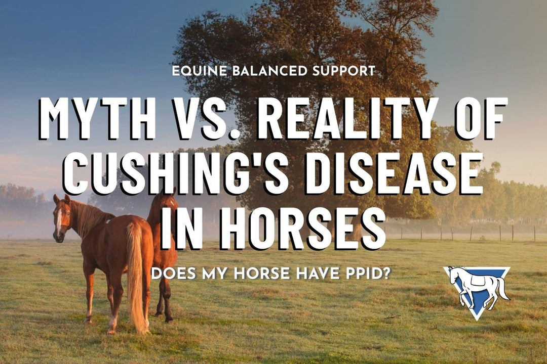 Myth vs. Reality of Cushing's Disease in Horses