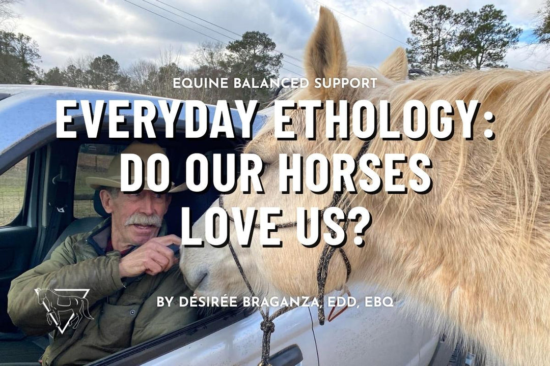 Everyday Ethology: Do Our Horses Love Us?