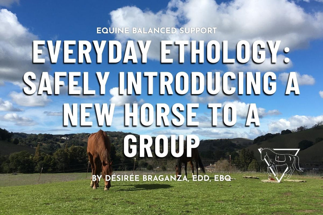 Everyday Ethology: Safely Introducing a New Horse to a Group