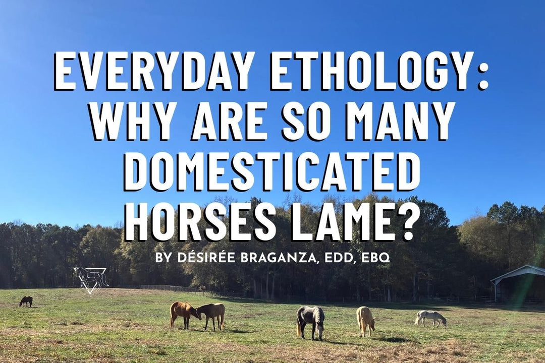 Everyday Ethology: Why Are So Many Domesticated Horses Lame?