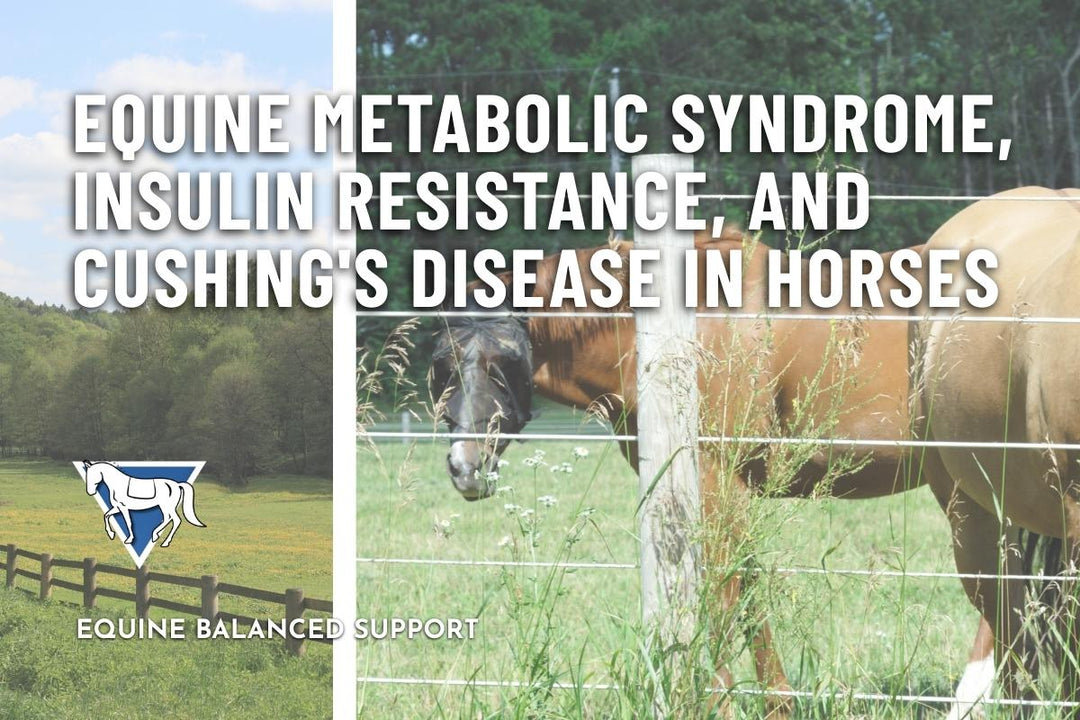 Equine Metabolic Syndrome, Insulin Resistance, and Cushing's Disease in Horses