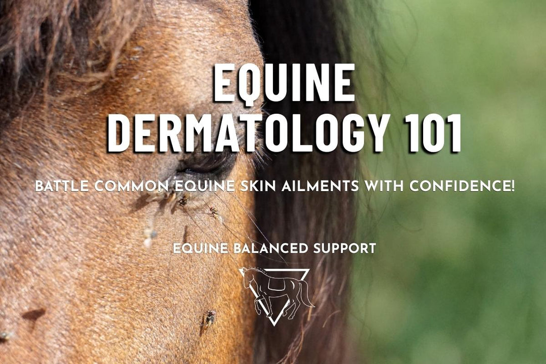 Equine Dermatology 101: Understanding and Caring for Your Horse's Skin