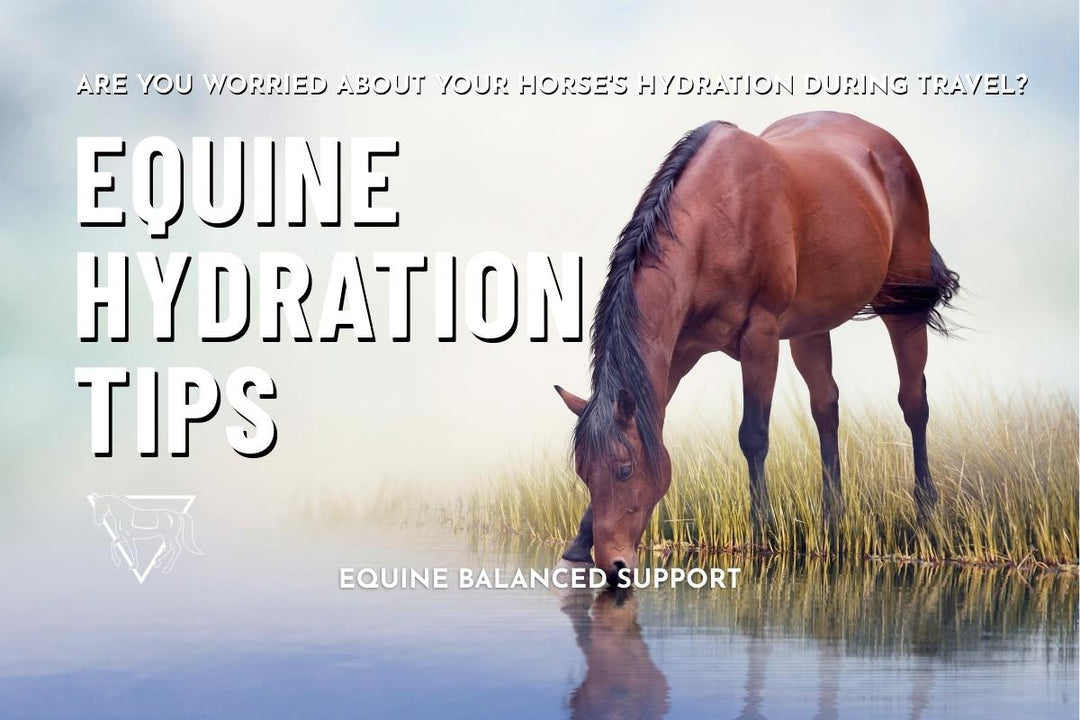 Hydration Hacks for Traveling Horses: Keep Your Equine Partner Healthy on the Go