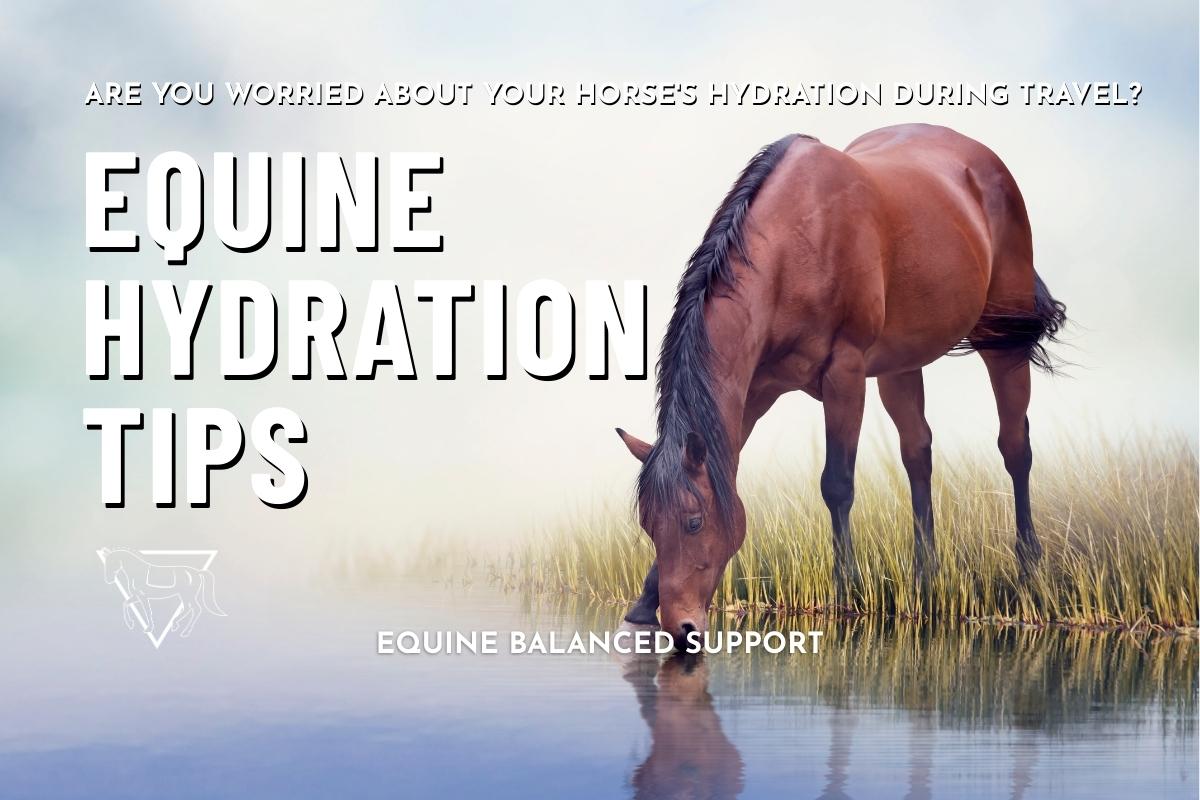 Hydration Hacks for Traveling Horses: Keep Your Equine Partner Healthy on the Go