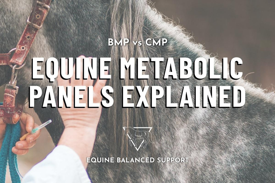 Metabolic Panel Explained: What BMP and CMP Blood Tests Reveal About Your Horse's Health