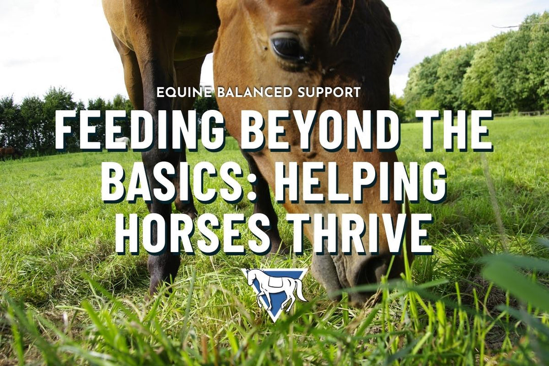 Feeding Beyond the Basics: Helping Horses Thrive