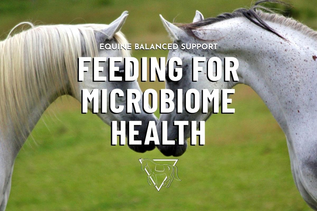 How to Support Your Horse's Gut Microbiome for Better Digestive Health