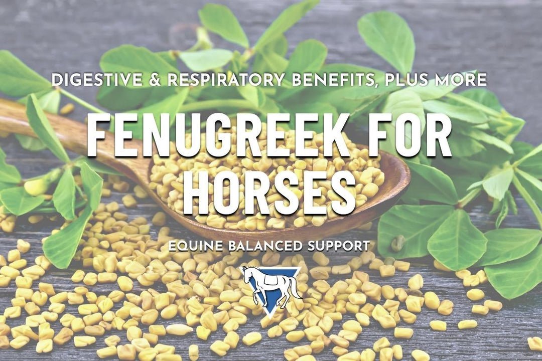 Unlocking Fenugreek's Benefits: A Natural Health Booster for Horses