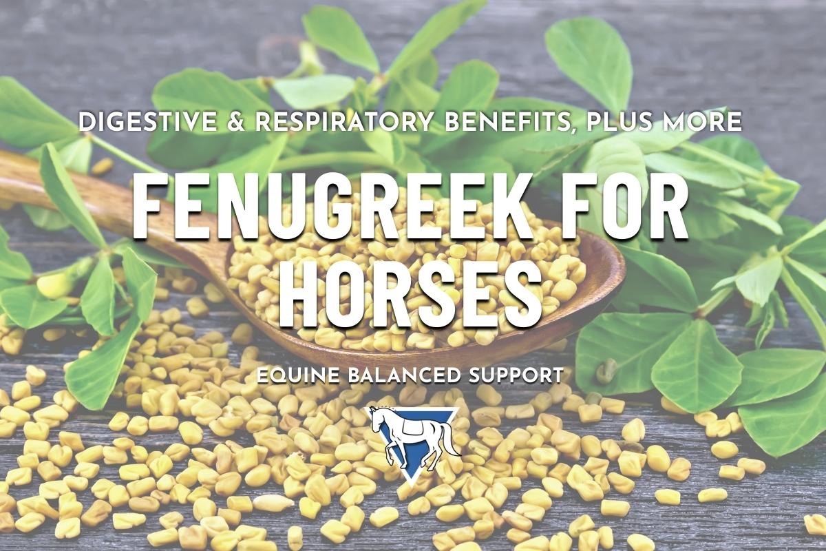 An overflowing wooden spoonful of fenugreek, a yellow grain that is beneficial for horses in many ways outlined in the below blog post, with Equine Balanced Support's logo and text: "Digestive & Respiratory Benefits, Plus More, Fenugreek for Horses"