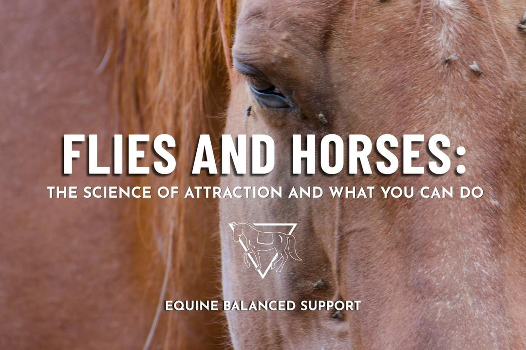 Why Some Horses Attract More Flies and How to Help
