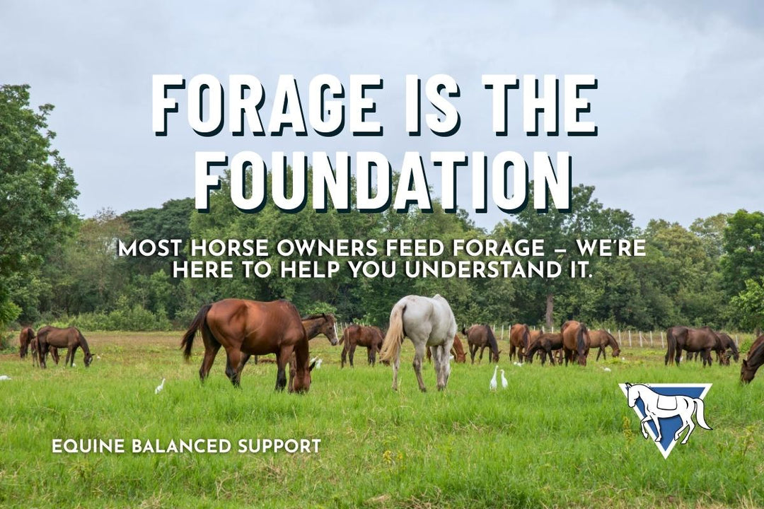 The Foundation of Equine Nutrition: What Every Horse Owner Needs to Know About Forage