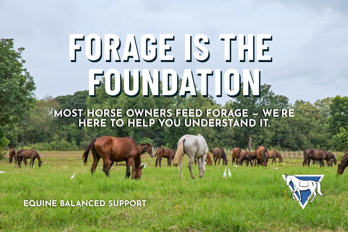 The Foundation of Equine Nutrition: What Every Horse Owner Needs to Know About Forage