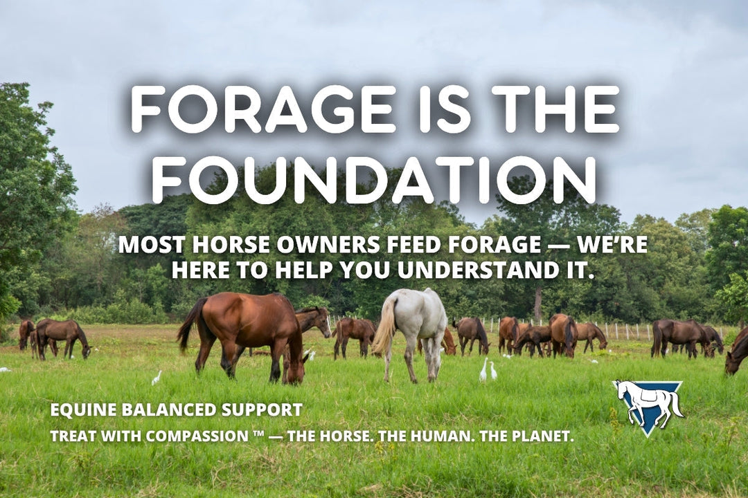 The Foundation of Equine Nutrition: What Every Horse Owner Needs to Know About Forage