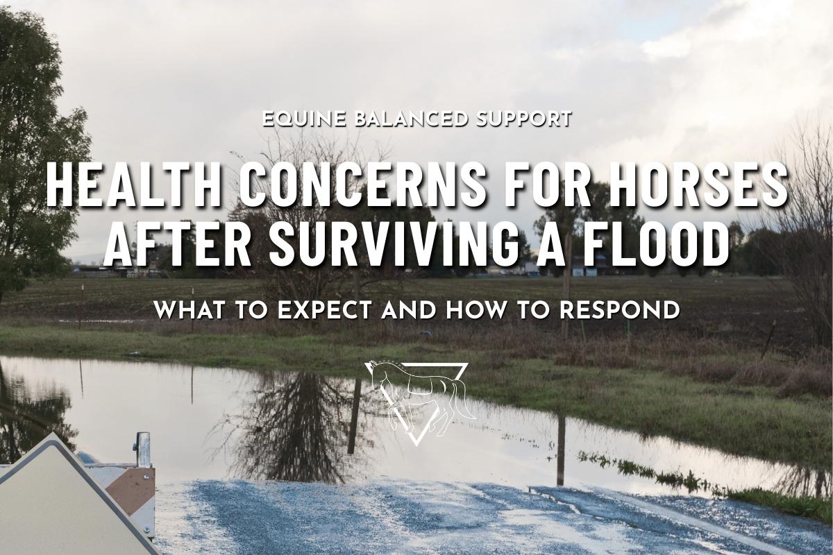 Horse Health After a Flood: Common Issues and How to Help