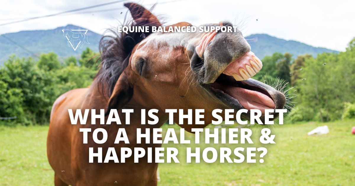 What is the secret to a healthier & happier horse?