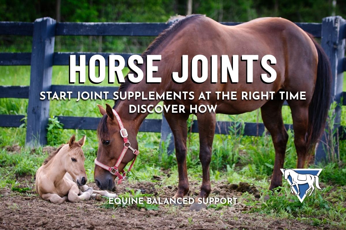 The Right Stride: When to Start Joint Supplements for Lasting Equine Health