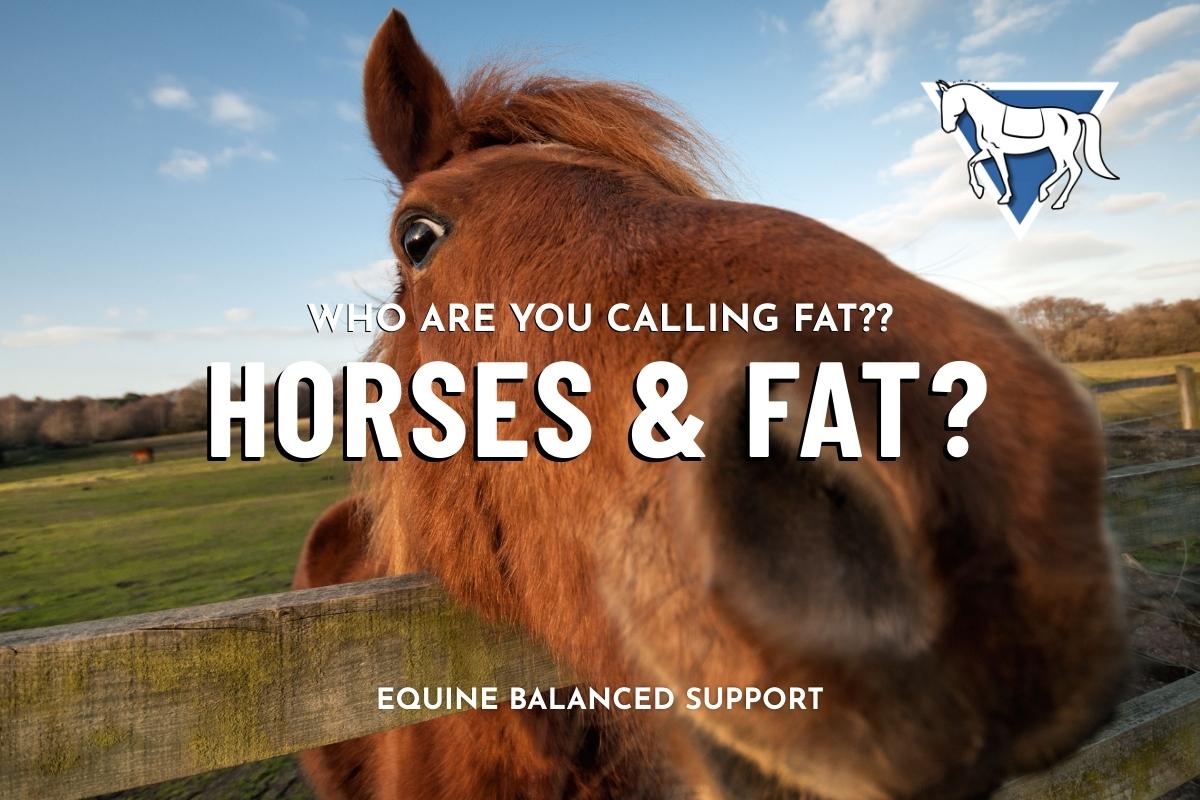 Beyond Calories: The Science of Fat Supplements for Superior Horse Health