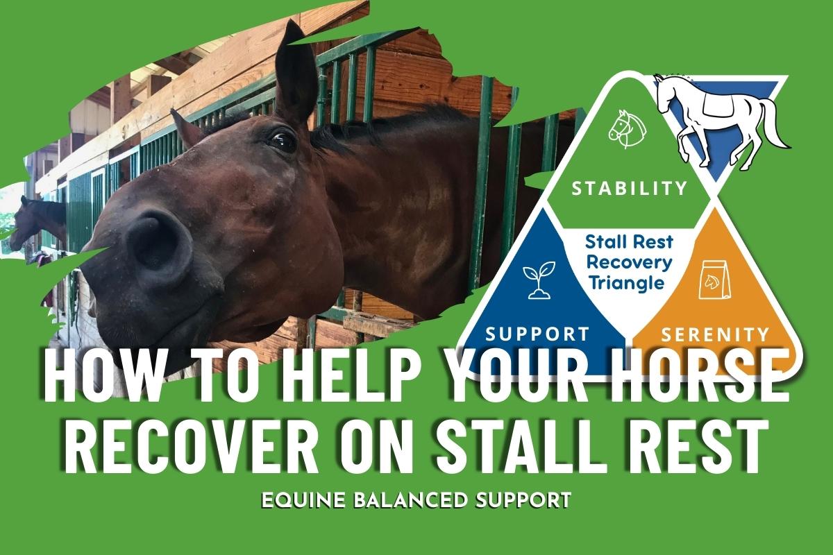 How to Help Your Horse Recover on Stall Rest