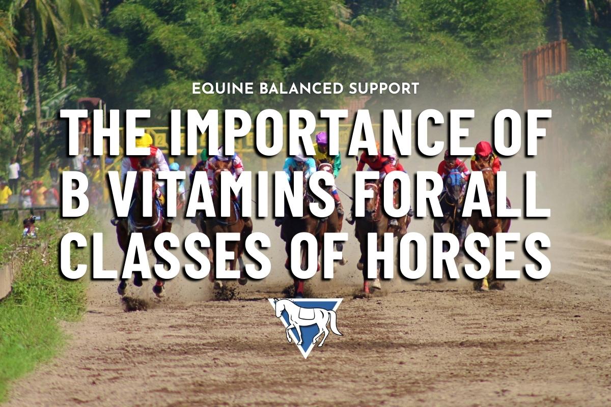 The Importance of B Vitamins for All Classes of Horses