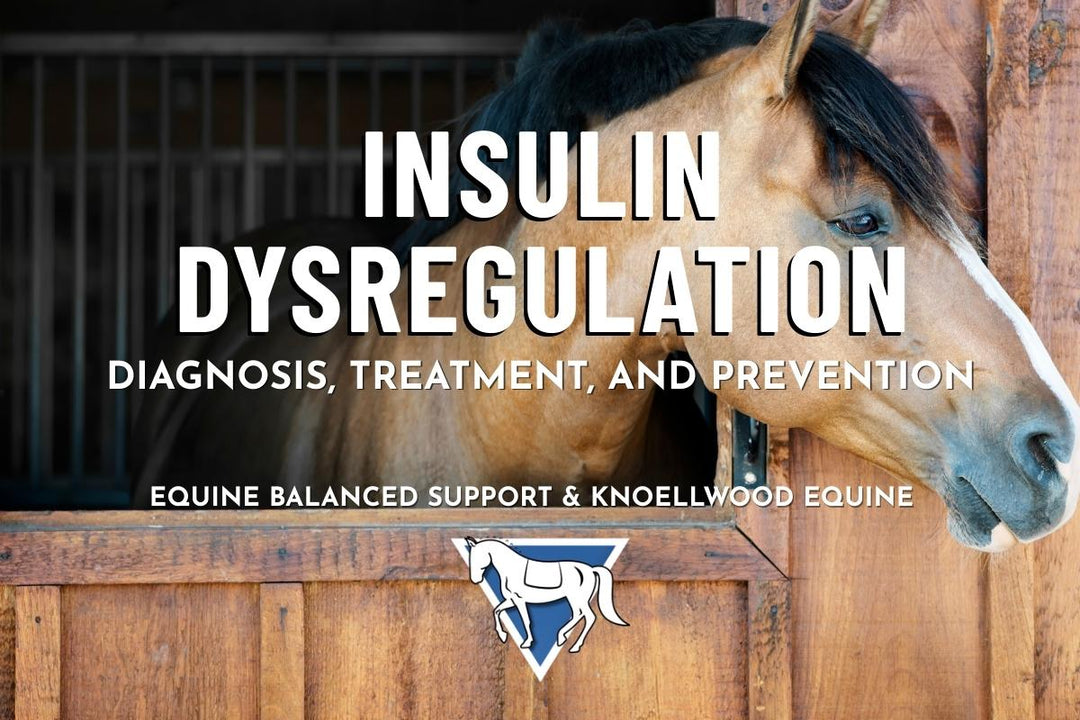 Insulin Dysregulation in Horses: Diagnosis, Treatment, and Prevention