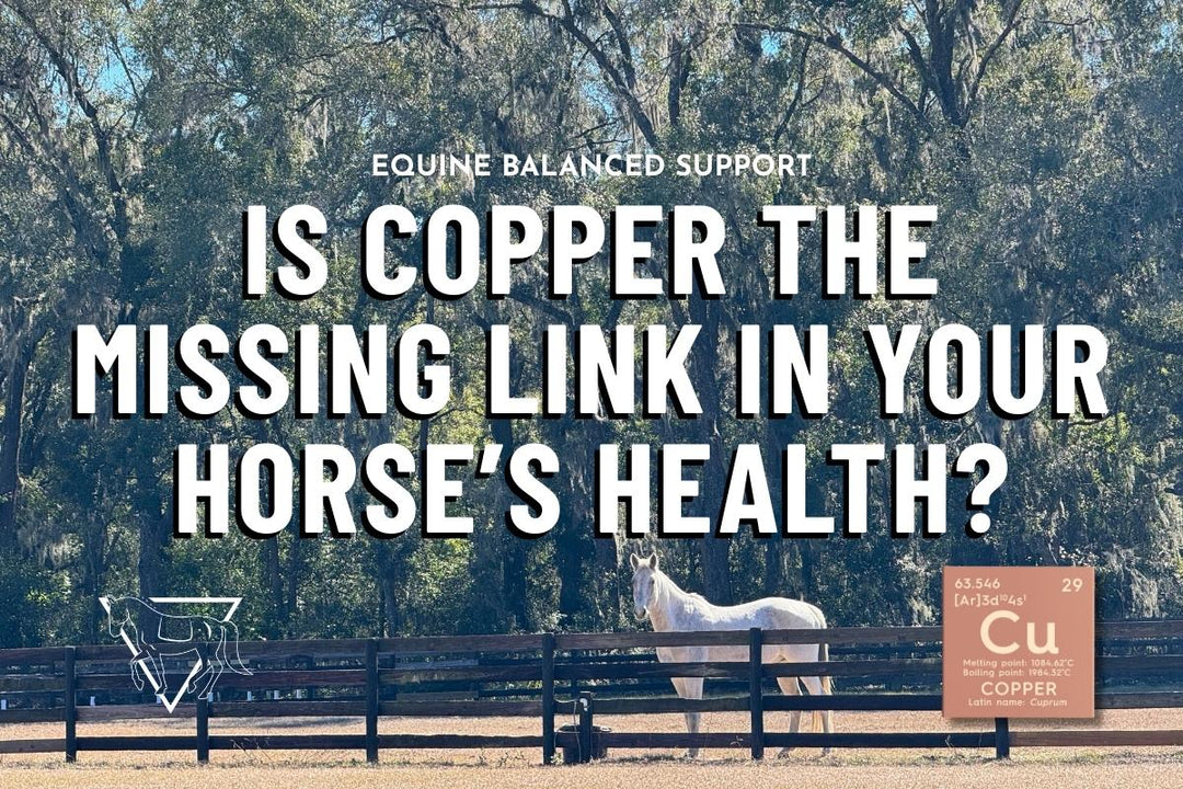 Why Copper is the Key to Your Horse’s Vitality and Performance