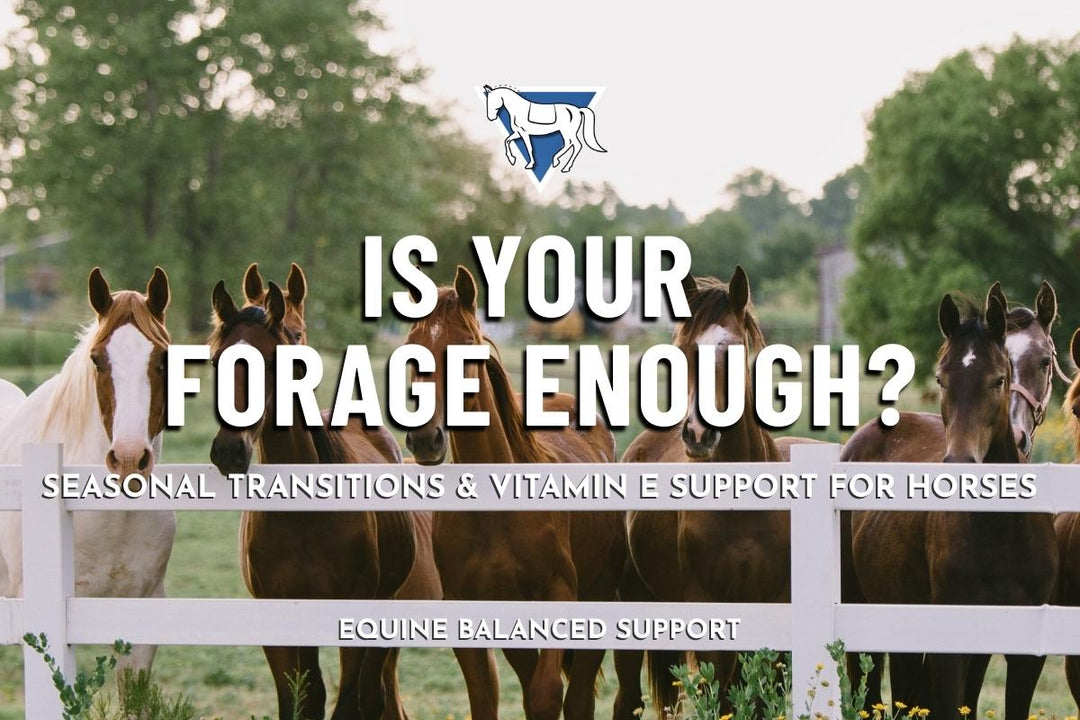 Does My Horse Need Vitamin E? What Hay and Pasture Might Be Missing