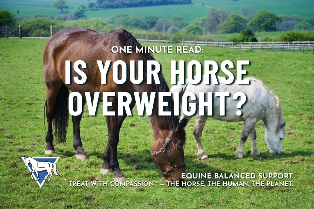 One Minute Read: 51% of Horses & 72% of Ponies Are Overweight