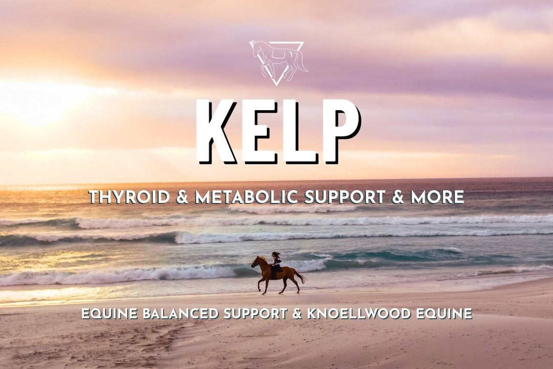 From Hooves to Mane: How Kelp Enhances Your Horse's Well-being