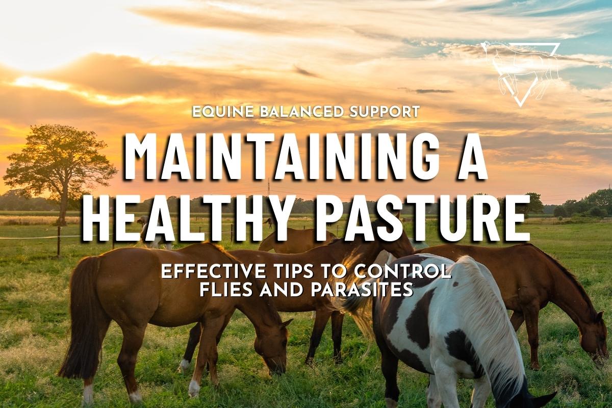 10 Practical Pasture Maintenance Practices for Horse Farms