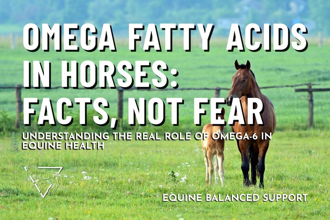 Understanding Omega Fatty Acids for Horses: The Truth About Omega-6
