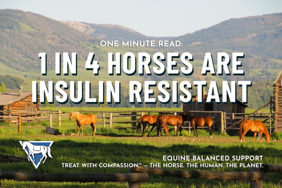 One Minute Read: 1 in 4 Horses in the U.S. Are Insulin Resistant