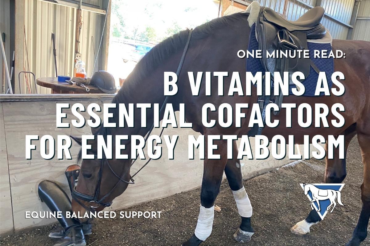 B Vitamins as Essential Cofactors for Energy Metabolism